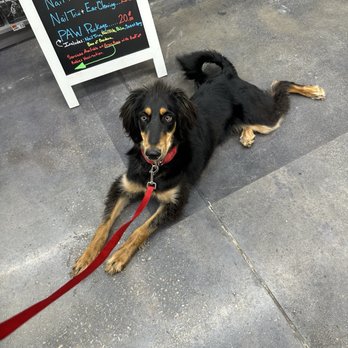 Slimz Bullyz Sanctuary - Afghan hound mix getting his fancy on at the groomers - Pet Adoption Near Me Slimz Bullyz Sanctuary - Afghan hound mix getting his fancy on at the groomers - Pet Adoption Near Me