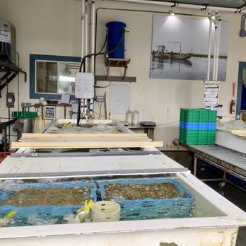 Hog Island Oyster - Farming - Seafood Near Me - Marshall, California
