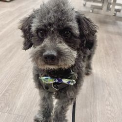 Pet Etc - Mohawk is now on point. #WalterPeppercorn