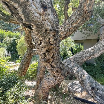 Hess Persson Estates - Cork tree - Museums Near Me - Napa, California
