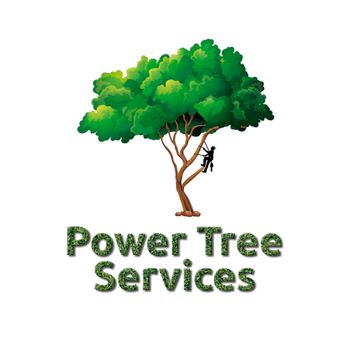Power tree services - a man climbing a tree - Tree Services Near Me Power tree services - a man climbing a tree - Tree Services Near Me