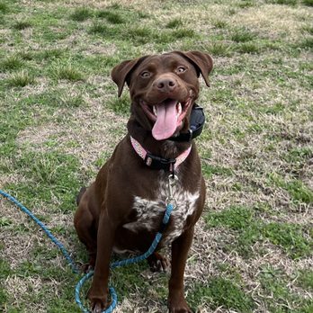 Wishbone Canine Services - Trainee, Koda! - Pet Training Near Me