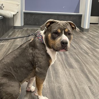 Emergency Veterinary Care Centers - Veterinarians Near Me - Mishawaka, Indiana Emergency Veterinary Care Centers - Veterinarians Near Me - Mishawaka, Indiana