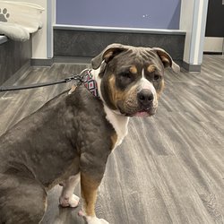 Emergency Veterinary Care Centers