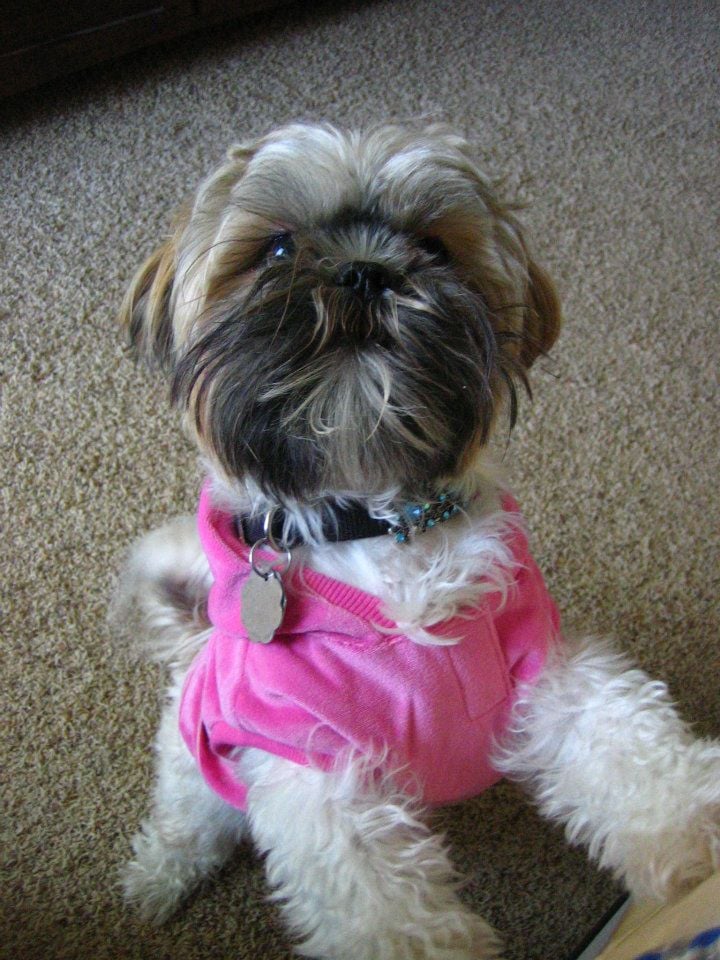 Pet Grooming by Amanda Image