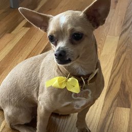 Little Clover, after a day with the wonderful ladies at Carmel Groomers. She's so fresh and clean!
