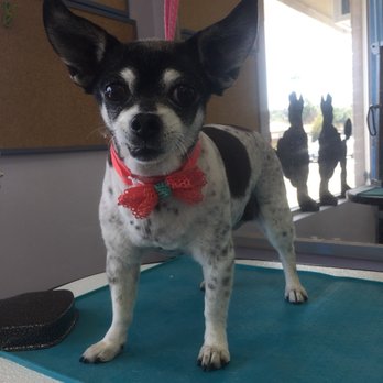 Blue Dogs Grooming - Pet Groomers Near Me - Escondido, California