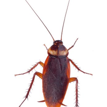 Sydneys Best Pest Control - Pest Control Near Me - Sydney, NSW Sydneys Best Pest Control - Pest Control Near Me - Sydney, NSW