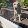 Pet Sitting By Alena