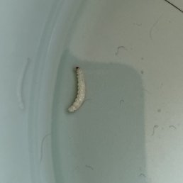 MAGGOTS FOUND IN MY DOGS FOOD!