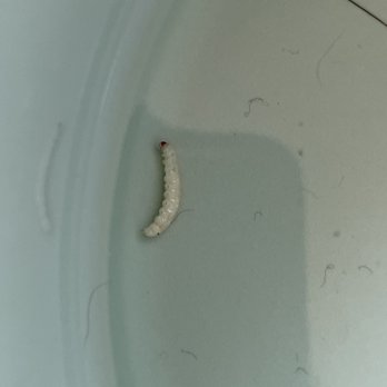 PetSmart - MAGGOTS FOUND IN MY DOGS FOOD! - Pet Stores Near Me - Houston, Texas