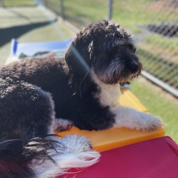 Bed and Biscuit - Pet Boarding Near Me - Johnson City, Tennessee