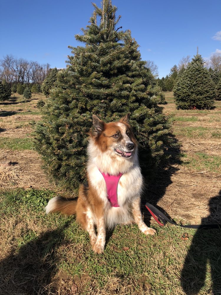 COLAVITA CHRISTMAS TREE FARM Updated July 2024 10 Photos & 11