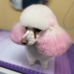Pristine Paws - Pretty in Pink