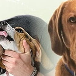 John O'Dwyer Small Animal Hospital - John O'Dwyer Small Animal Hospital, Vets, Limerick