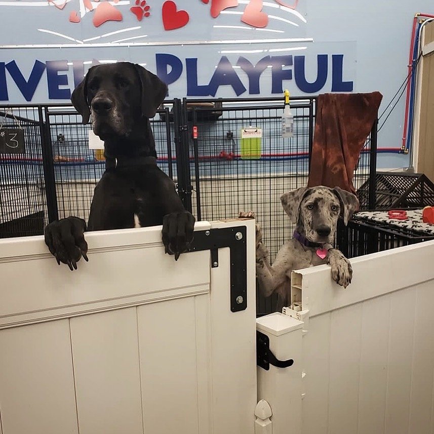 PAWSITIVELY PLAYFUL DOGGIE DAYCARE Updated March 2025 2771 E 9th St, Newberg, Oregon Pet