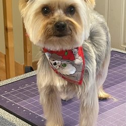 Groomed To Perfection