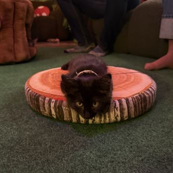 Cats & Crystals - My favorite photo from the visit - Pet Adoption Near Me - Oceanside, California