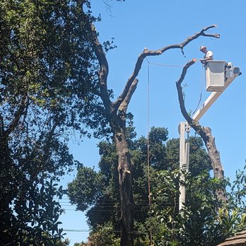 Clark's Tree Works - Tree Services Near Me - Modesto, California