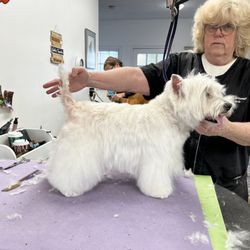 West Salem Dog Grooming