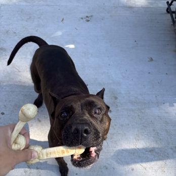 The Simple Dogs - Bagel bones were a hit!!! - Pet Sitting Near Me