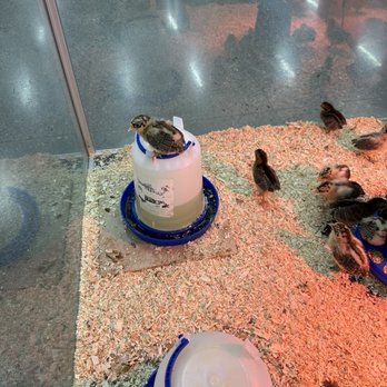 Kahoots Feed and Pet - Lots of chicks - Pet Stores Near Me - San Tan Valley, Arizona Kahoots Feed and Pet - Lots of chicks - Pet Stores Near Me - San Tan Valley, Arizona