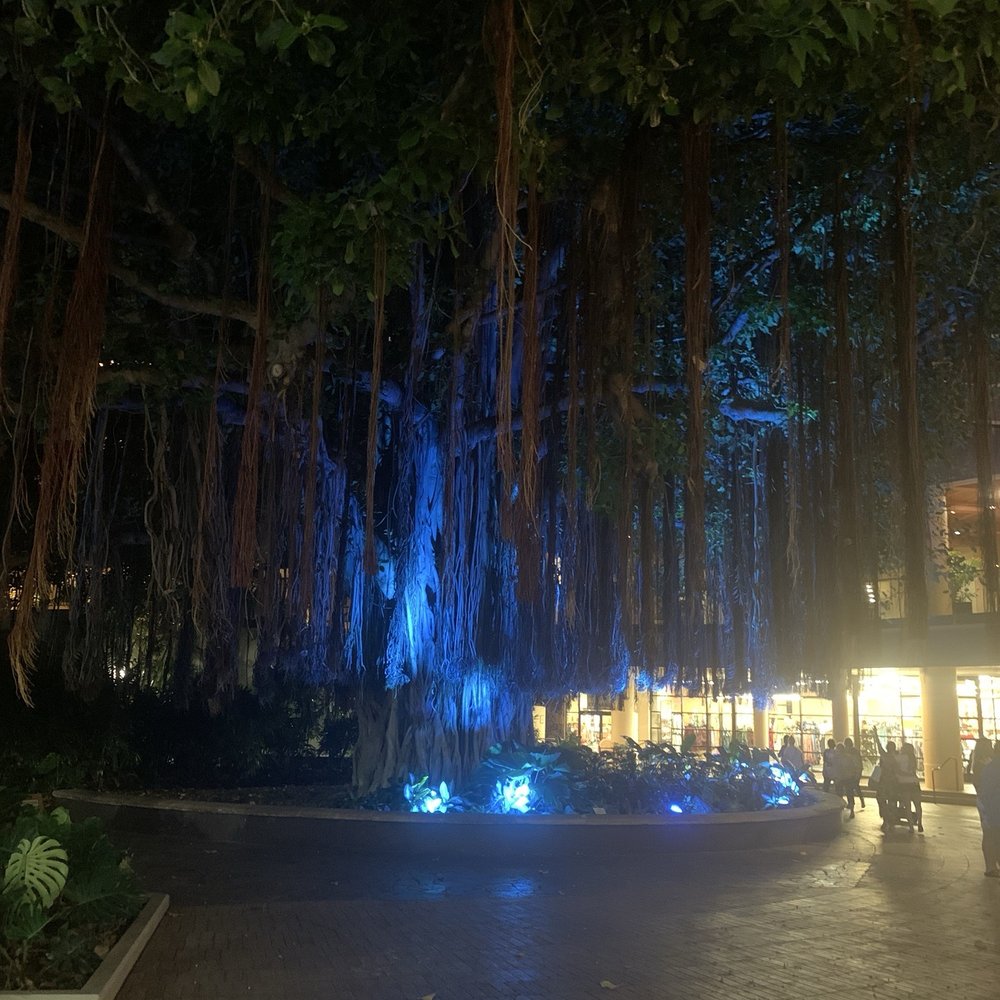 Hale Koa Luau - Famous banyan tree - Performing Arts Near Me - Honolulu, Hawaii