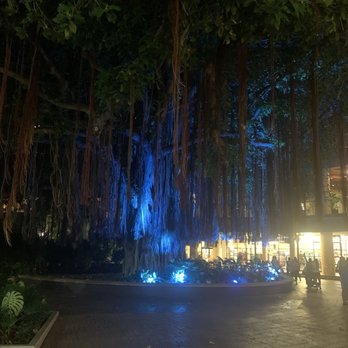 Hale Koa Luau - Famous banyan tree - Performing Arts Near Me - Honolulu, Hawaii