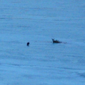 Banks Lake - Bald Eagle, Elk, Ice - Lakes Near Me - Electric City, Washington Banks Lake - Bald Eagle, Elk, Ice - Lakes Near Me - Electric City, Washington