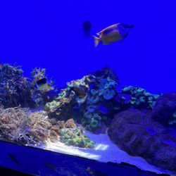 Waikiki Aquarium Service