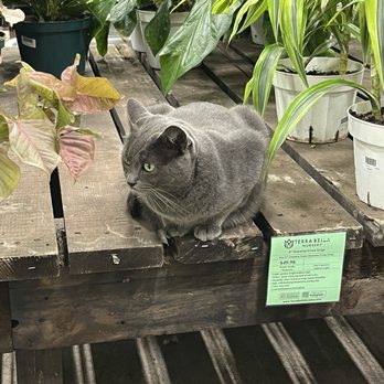 Terra Bella Nursery - Cat - Nurseries & Gardening Near Me - San Diego, California Terra Bella Nursery - Cat - Nurseries & Gardening Near Me - San Diego, California