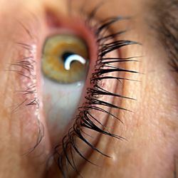 Modern Muse Beauty - Lash lift & tint