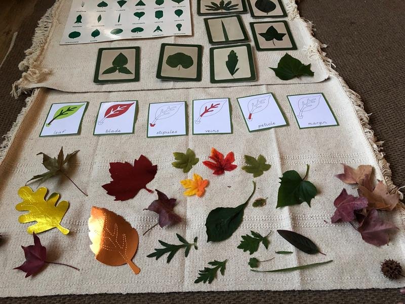 DAFFODILS MONTESSORI WEECARE Updated September 2024 14 Photos