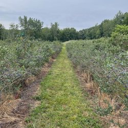 Mike's Blueberries - The fields