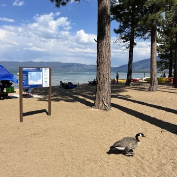 Camp Richardson - 9/6/24 FYI, wild geese. Just like being back in Alameda, CA. lol. - Campgrounds Near Me - South Lake Tahoe, California Camp Richardson - 9/6/24 FYI, wild geese. Just like being back in Alameda, CA. lol. - Campgrounds Near Me - South Lake Tahoe, California