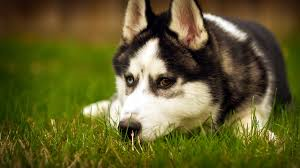 DOG TRAINERS OF ARKANSAS