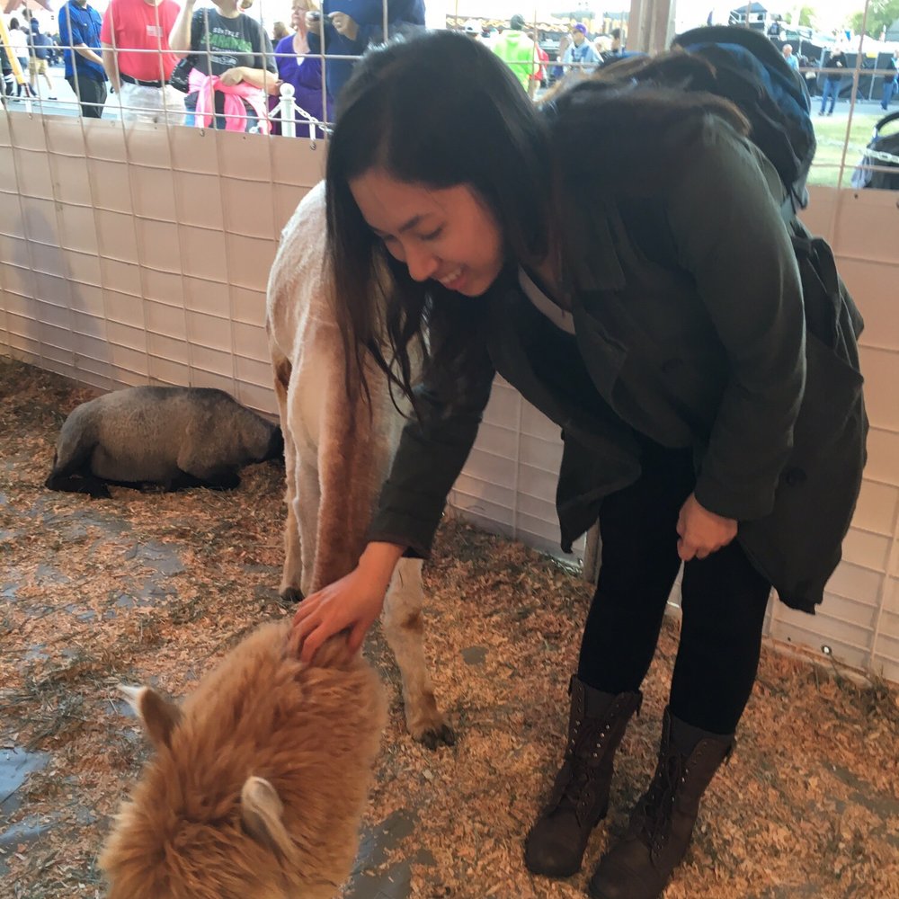 Oregon State Fair - Bae petting alpaca - Festivals Near Me - Salem, Oregon Oregon State Fair - Bae petting alpaca - Festivals Near Me - Salem, Oregon