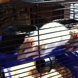 North Bay Public Library - Rats as part of the Science North exhibit