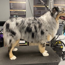K9 Cosmetology Pet Stylist - Aussie trim
