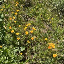 Point Mugu State Park - Yellow California poppy flowers