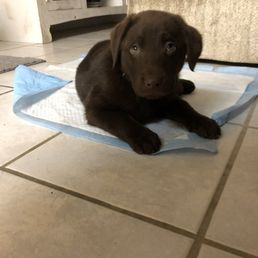 Pooch Pooch
