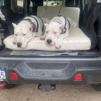Best Paw Forward - The Dogo's waiting to train - Pet Training Near Me - Indio, California
