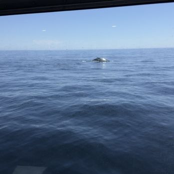 Boston Harbor City Cruises - Whale tour - Boat Charters Near Me - Boston, Massachusetts Boston Harbor City Cruises - Whale tour - Boat Charters Near Me - Boston, Massachusetts