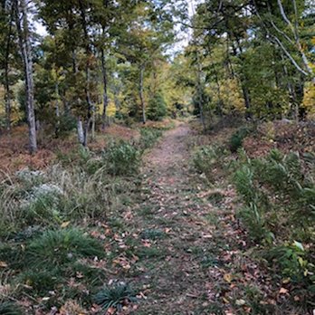 Hawkins Woods - New paths but visible - Disc Golf Near Me - Plainville, Massachusetts Hawkins Woods - New paths but visible - Disc Golf Near Me - Plainville, Massachusetts