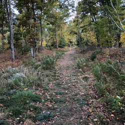 Hawkins Woods - New paths but visible