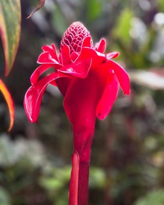 Hawai‘i Tropical Botanical Garden by null
