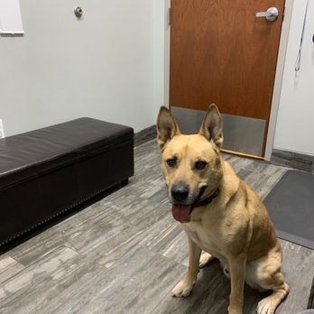 Brooklyn Veterinary Clinic - Brüno was awesome during his checkup! - Veterinarians Near Me - Castle Rock, Colorado Brooklyn Veterinary Clinic - Brüno was awesome during his checkup! - Veterinarians Near Me - Castle Rock, Colorado