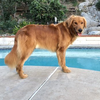 Pampered Paws - Bath, light groom/trim. His hair is looking very nice and shiny - Pet Groomers Near Me - La Habra, California Pampered Paws - Bath, light groom/trim. His hair is looking very nice and shiny - Pet Groomers Near Me - La Habra, California