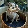 Photo of Rose Lesniak Dog Trainer