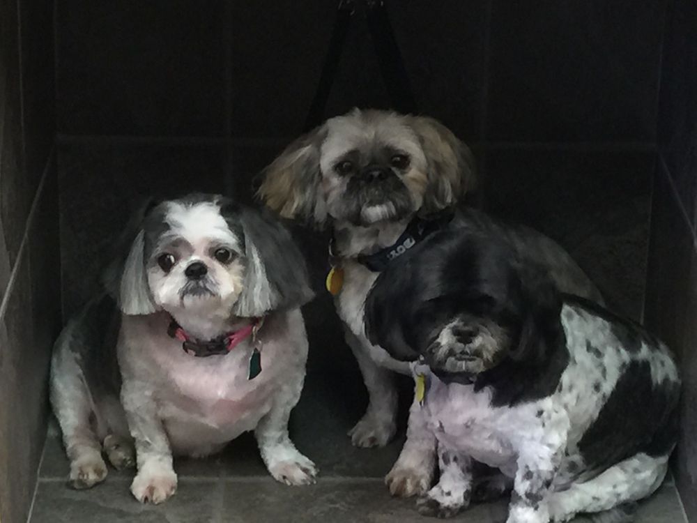 BARB’S DOG GROOMING Updated October 2024 2101 N Hyacinth St